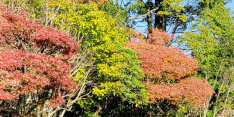 秋に色付いた木々