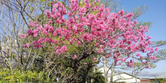庭の桜